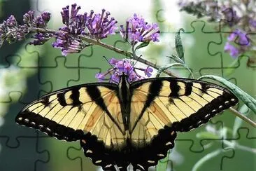 natural jigsaw puzzle