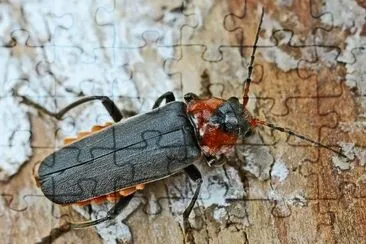 Canthar fusca jigsaw puzzle