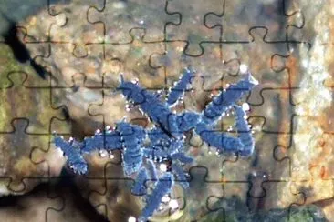 Anurida marittima jigsaw puzzle