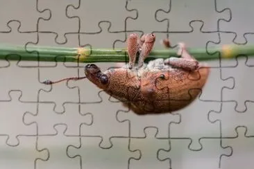 Gonipterus gibberus jigsaw puzzle