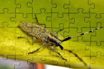 Agapanthia dahli jigsaw puzzle