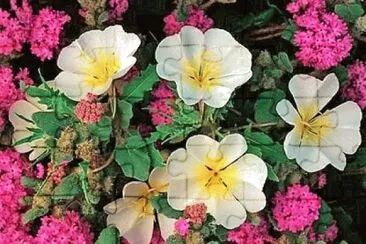 OK jigsaw puzzle