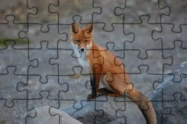 Imagem jigsaw puzzle