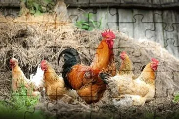 Imagem jigsaw puzzle