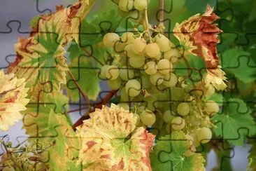 Imagem jigsaw puzzle
