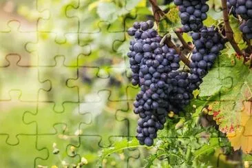 Imagem jigsaw puzzle