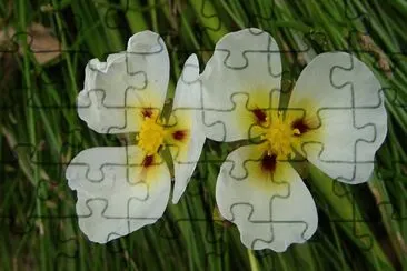 OK jigsaw puzzle