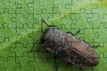 Anthaxia godeti jigsaw puzzle