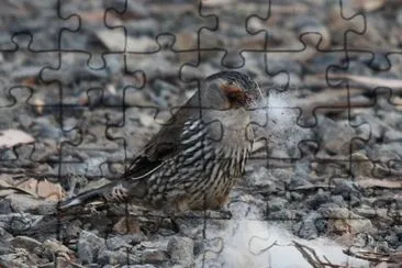 Rampichino ciglierosse jigsaw puzzle