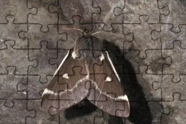 Eriogaster lanestris jigsaw puzzle