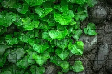Imagem jigsaw puzzle