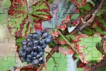Imagem jigsaw puzzle