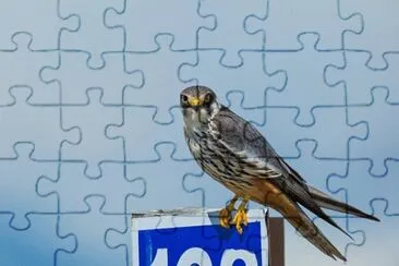 Imagem jigsaw puzzle