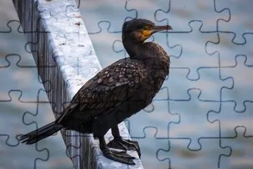 Imagem jigsaw puzzle