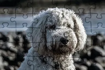 Imagem jigsaw puzzle