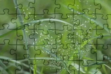 Imagem jigsaw puzzle