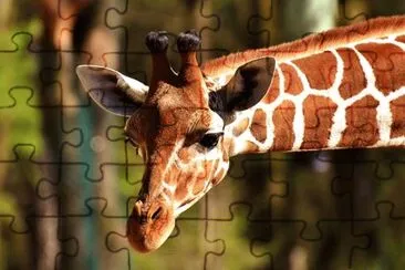 Imagem jigsaw puzzle