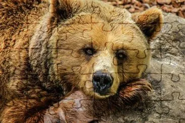 Imagem jigsaw puzzle