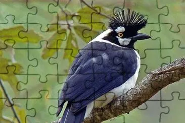 natural jigsaw puzzle