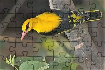 natural jigsaw puzzle