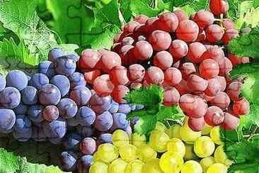 frutas jigsaw puzzle