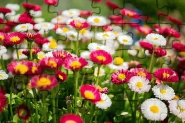 Bunt jigsaw puzzle
