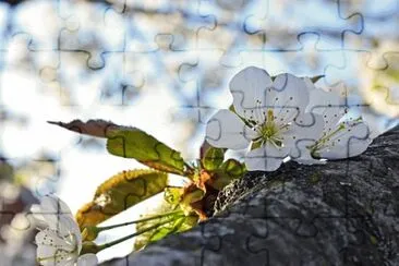 Imagem jigsaw puzzle