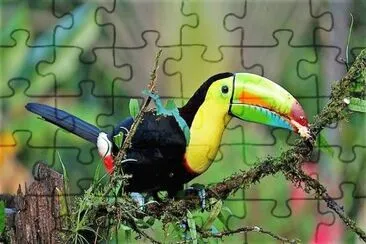 natural jigsaw puzzle