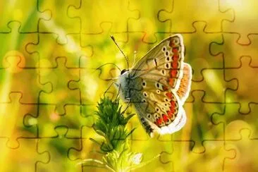Imagem jigsaw puzzle
