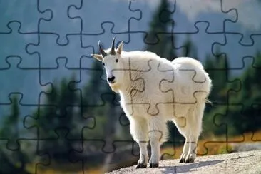 Imagem jigsaw puzzle