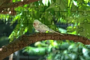 Imagem jigsaw puzzle
