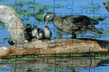 Imagem jigsaw puzzle