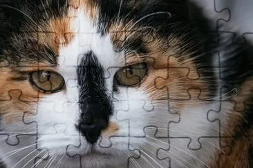 Imagem jigsaw puzzle