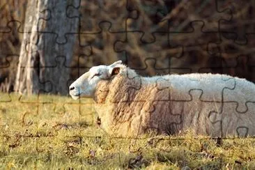 Imagem jigsaw puzzle