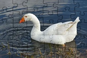 Imagem jigsaw puzzle