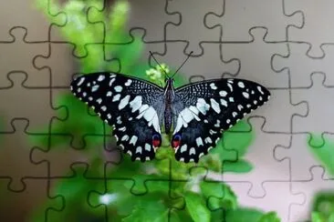 Imagem jigsaw puzzle