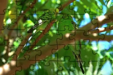 Imagem jigsaw puzzle