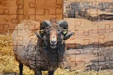 Imagem jigsaw puzzle