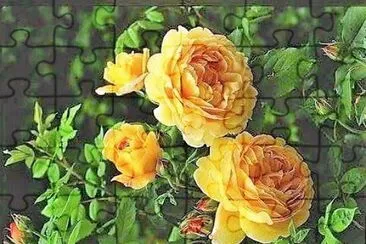 flores