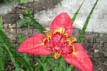 Trigridia