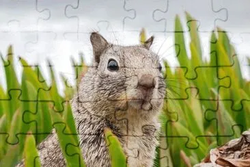 Imagem jigsaw puzzle