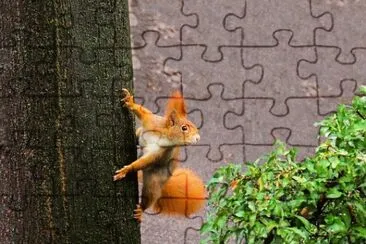 Imagem jigsaw puzzle