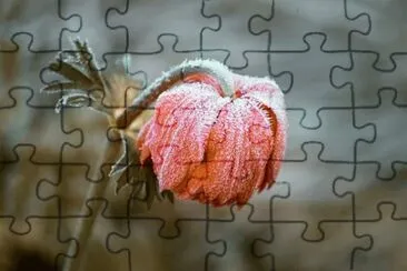 Imagem jigsaw puzzle