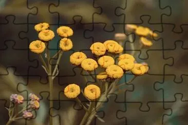 Imagem jigsaw puzzle