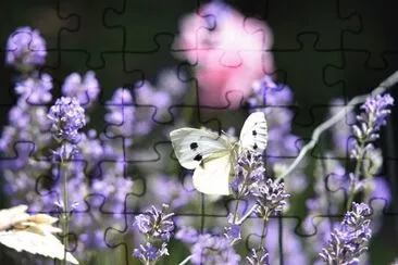 Imagem jigsaw puzzle