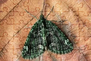 Foto jigsaw puzzle