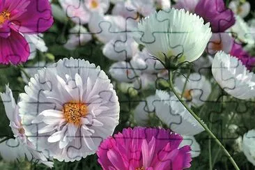 flores