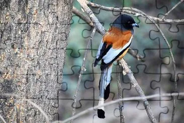 natural jigsaw puzzle