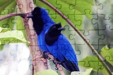 natural jigsaw puzzle
