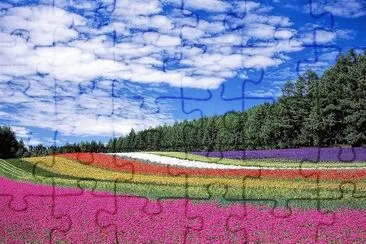 flores